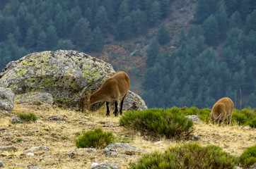 Female ibex among the rocks of the mountain