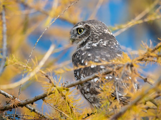 Little owl (Athene noctua) sitting on tree. Blue sky in background. Little owl portrait. Owl sitting on branch. Owl on tree.