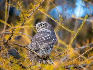 Little owl (Athene noctua) sitting on tree. Blue sky in background. Little owl portrait. Owl sitting on branch. Owl on tree.