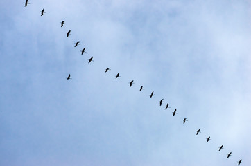 Flock of storks in blue sky flying in a row