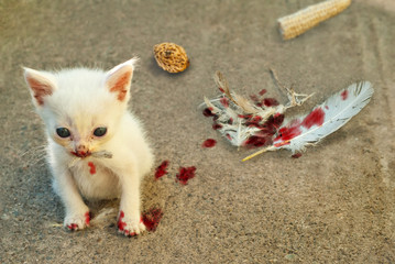 A little cat eats a dove. concept of survival in the wild. The white kitten was flushed with blood.