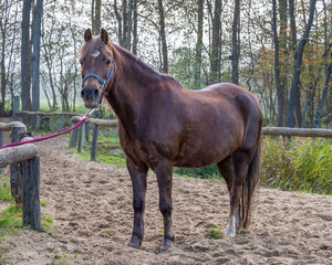 Beautiful portrait of a horse standing outside.