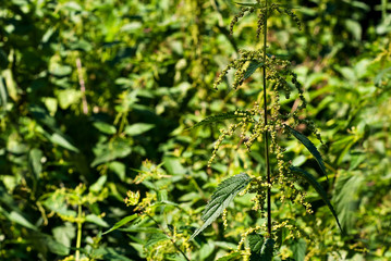 Large nettle on a green background. Leaves of nettles in the sun.