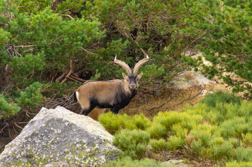 Male ibex among the rocks and bushes in the mountain