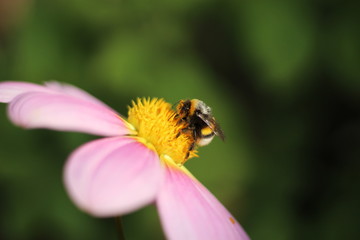 bee on flower nature macro summer yellow green garden fly bumblebee spring honey