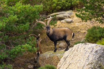 Two male ibex among the rocks and bushes in the mountain