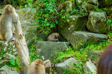 地獄谷野猿公園の秋