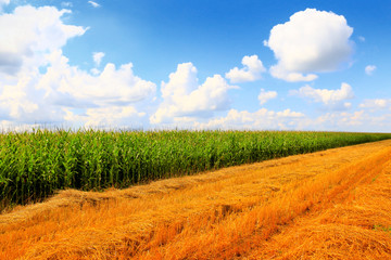 Stubble field after cutting grain and corn field