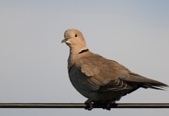 pigeon isolated on white background