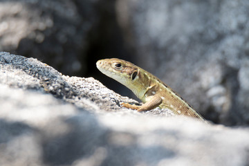 lizard on a rock