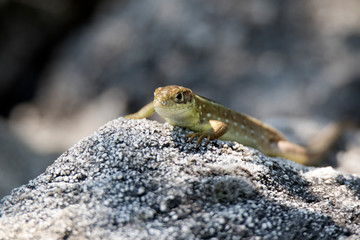 lizard on rock