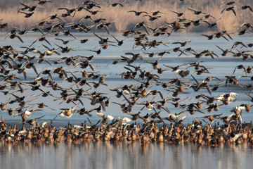 flock of birds on the lake