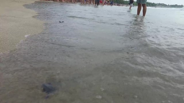 A group of baby turtles crawl on a sandy beach then get swept away by a wave