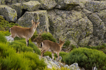 Two female ibex among the rocks in the mountain