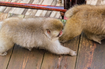 地獄谷野猿公園の秋