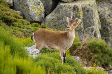 Female ibex among the rocks in the mountain