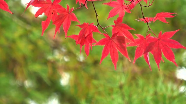 Japanese maple leaves, autumn leaves, 4K