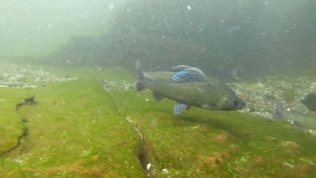 Fresh water fish Grayling, thymallus thymallus swimming and eating aquatic insects in a natural stream. Underwater footage. River habitat. Little creek. Underwater footage with Äsche.