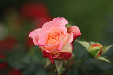pink rose nature love garden beauty beautiful bouquet flora blossom floral valentine macro summer romantic