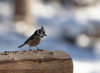 Fototapeta premium European crested tit - Lophophanes cristatus