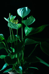 White Anthurium in cold blue light
