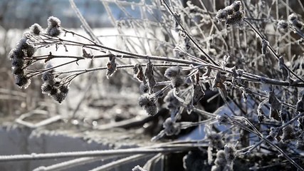 Frozen thistle close up slider shot on a cold winter day, camera movement from left to right. - Powered by Adobe
