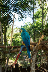 Blue Parrot