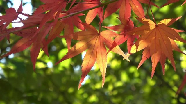 Japanese maple leaves, autumn leaves waving in the wind, 4K