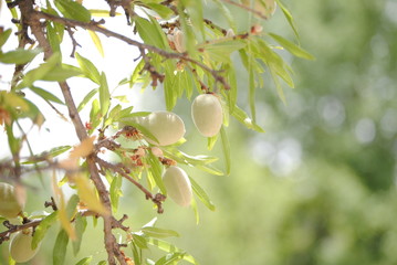 ALMANDE TREE