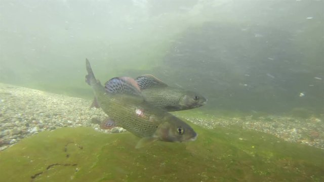 Fresh water fish Grayling, thymallus thymallus swimming and eating aquatic insects in a natural stream. Underwater footage. River habitat. Little creek. Underwater footage with &Auml;sche.