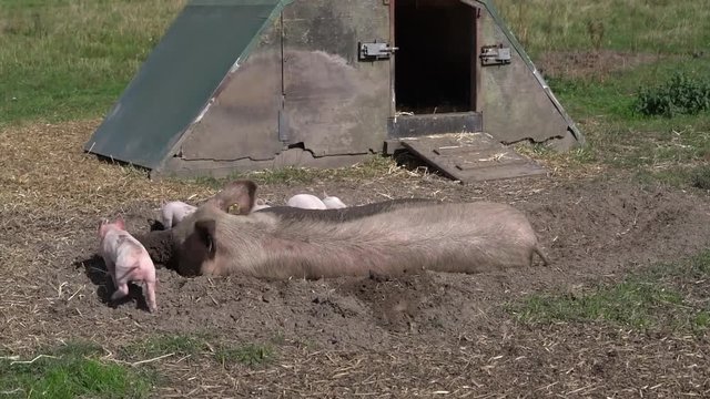 Alternative Outdoor-Schweinehaltung, Sau in einer Schlammsuhle lockt ihre Ferkel zum S&auml;ugen