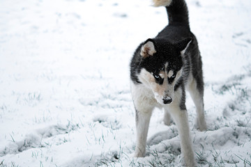 siberian husky dog