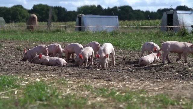 Bioschweine auf der Weide - Ferkel wühlen und spielen im Dreck