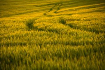 Obraz na płótnie Canvas Agricultural fields. Growing wheat in sunset light.