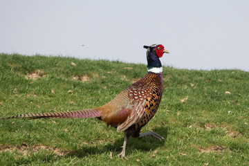 pheasant in the field