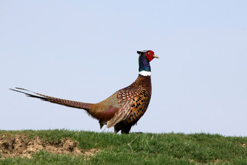 pheasant in field