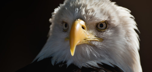 Portrait pygargue à queue blanche pygargue à tête blanche, oiseau de proie national américain sur le fond d& 39 écran noir