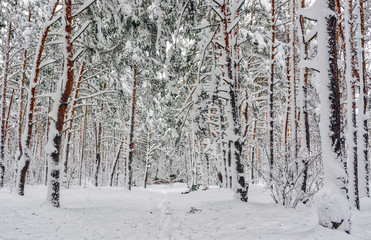 Walk in the winter forest. Snow. Frost. snow covered trees.