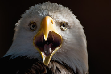 Aigle américain avec bec ouvert, portrait pygargue à queue blanche