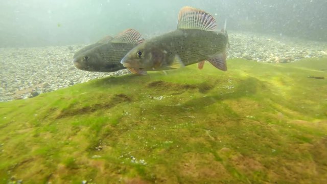 Fresh water fish Grayling, thymallus thymallus swimming and eating aquatic insects in a natural stream. Underwater footage. River habitat. Little creek. Underwater footage with &Auml;sche.