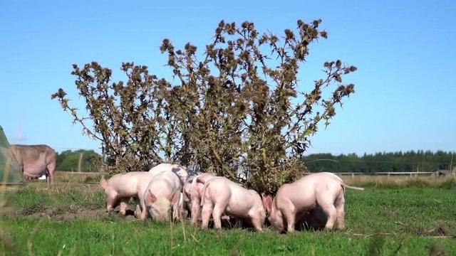 Agrarvideo - Outdoorschweinehaltung, Ferkel wühlen unter einem Distelstrauch