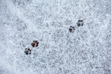 Cat paw prints in the snow on the road