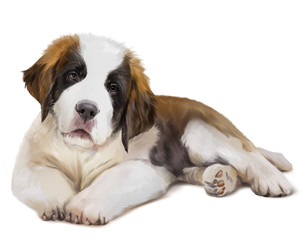 St. Bernard's dog is down. Watercolor painting