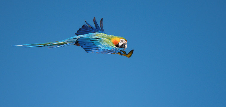 Blue and gold macaw (Ara ararauna) flying. Blue and yellow wild parrot, image with macaws naturally isolated against a blue sky
