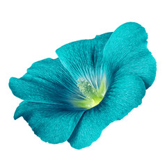 cerulean cyan chartreuse flower lavatera isolated on white background. Flower bud close up. Nature.