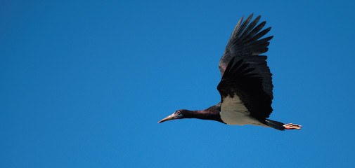 Black stork (Ciconia nigra) in flight with a blue sky