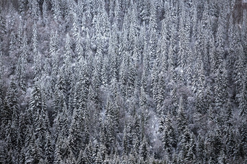 Snow cover on mountain forest. White woodland.