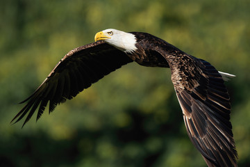 Bald eagle flying near forest - Haliaeetus leucocephalus