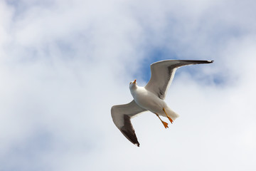 fliegende möwe über usedom wundert sich und schaut lustig