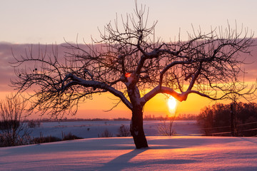 alleinstehender baum in der abendsonne im winter mit schnee